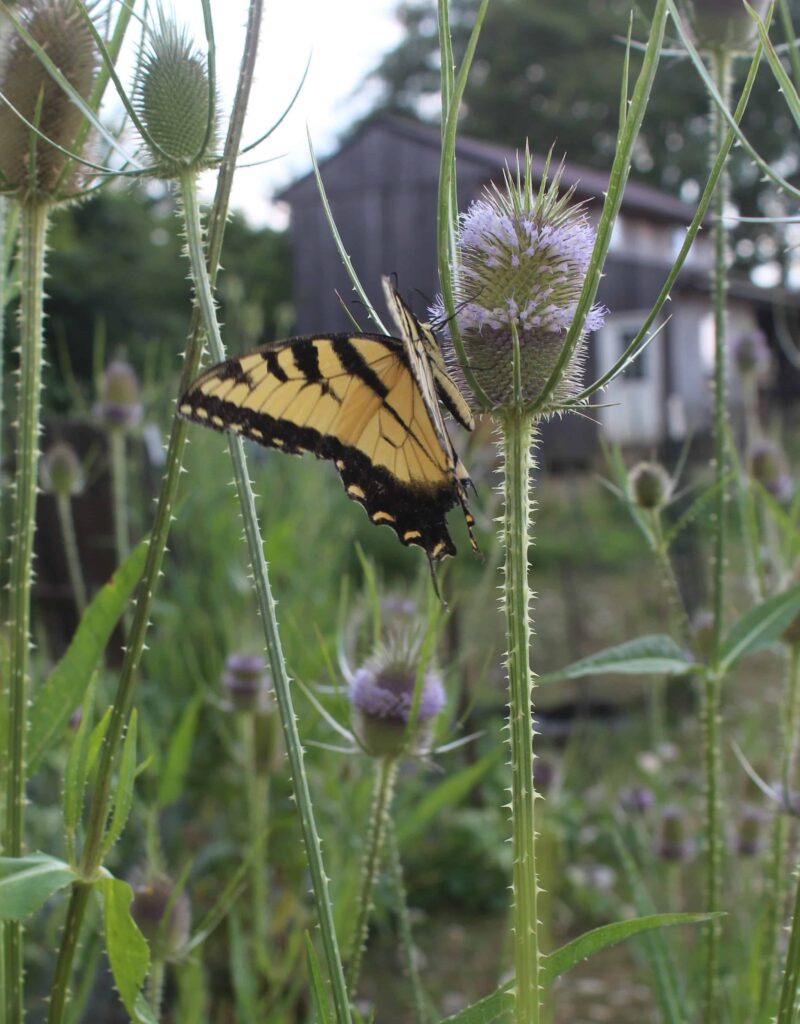 http://www.foxrunenvironmentaleducationcenter.org/