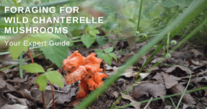 Foraging For Wild Chanterelle Mushrooms