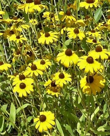 Foraged Black-eyed Susan