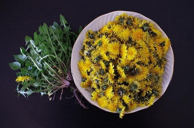 Foraged dandelion heads separated from the greens