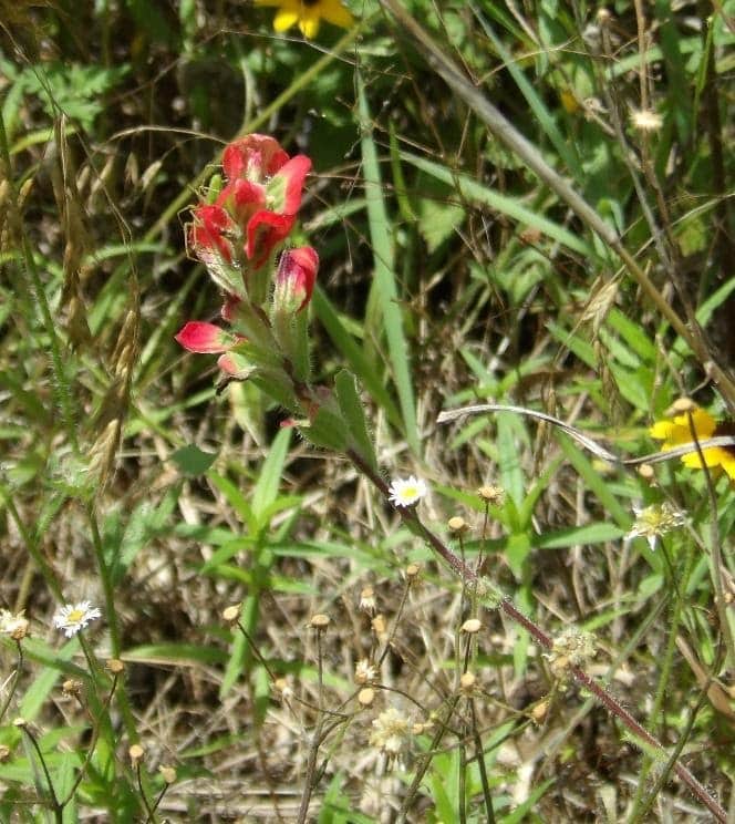 Foraged Indian Paintbrush