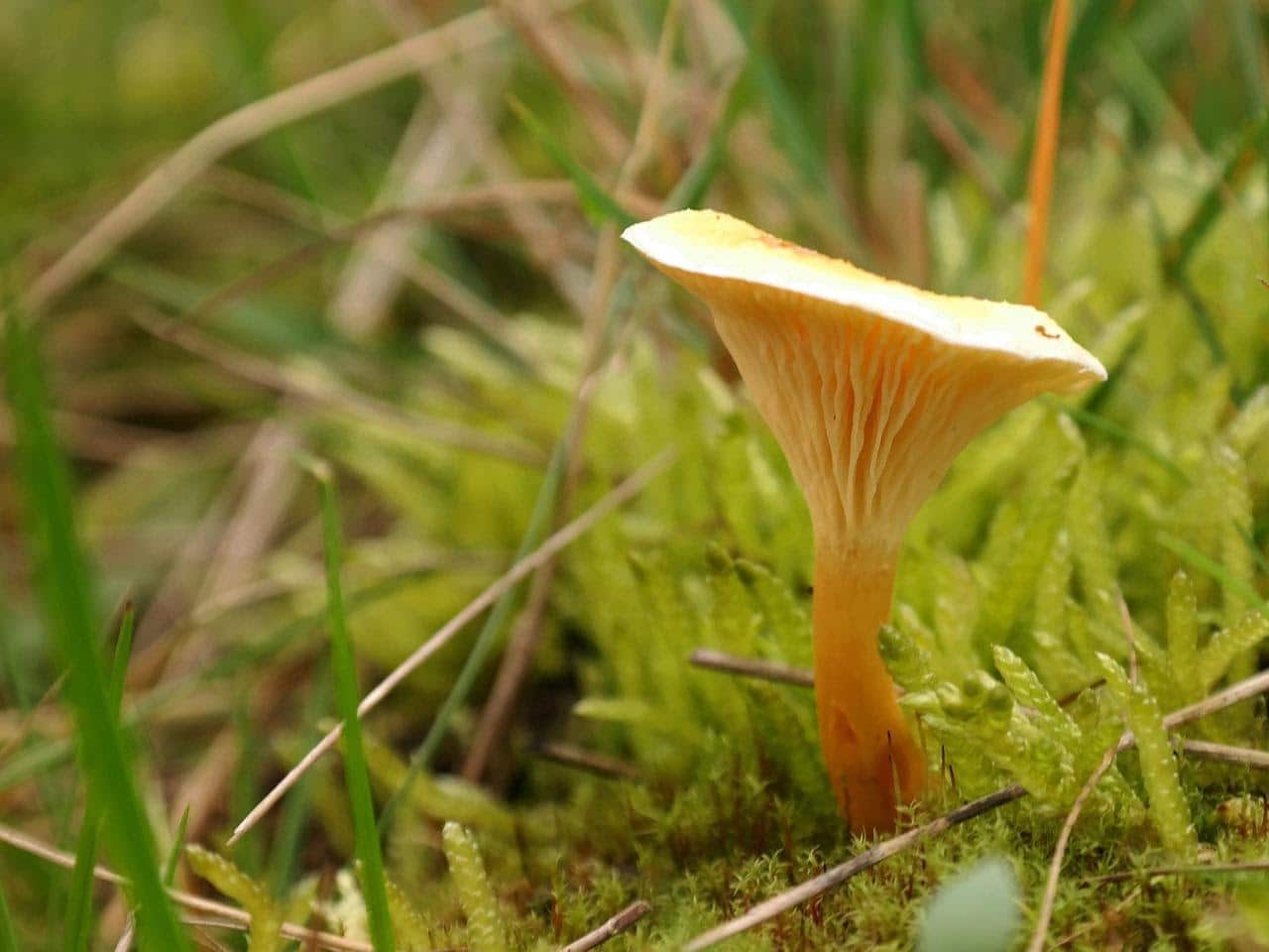 false chanterelle mushroom