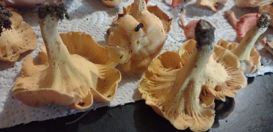 smooth chanterelle mushrooms (Cantharellus lateritius)