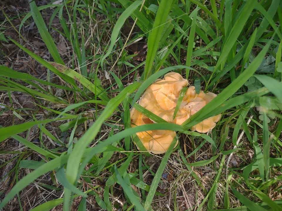 wild chanterelle