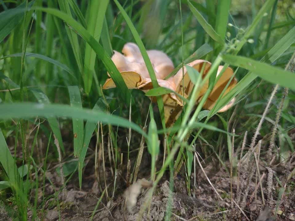 chanterelle growing in the grass