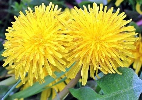 Foraged Dandelions