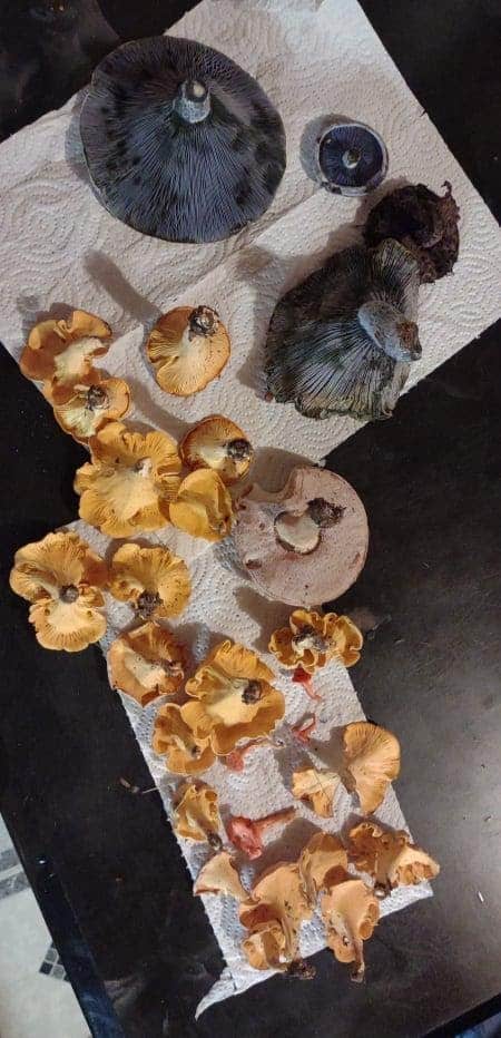 Chanterelles and Indigo Milk Caps