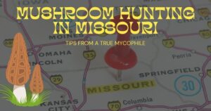 Mushroom hunting in Missouri
