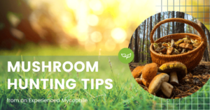Mushroom Hunting Tips