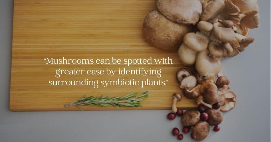 spotting wild mushrooms quote