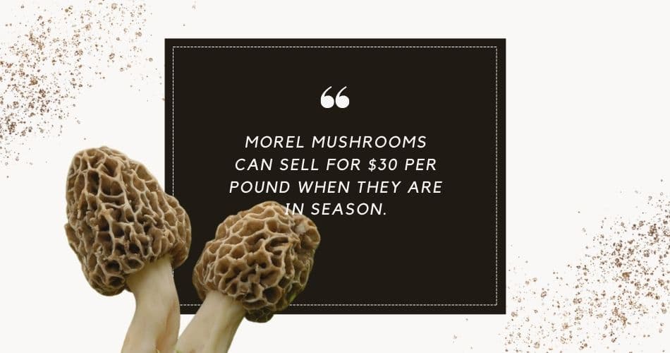wild morel mushrooms