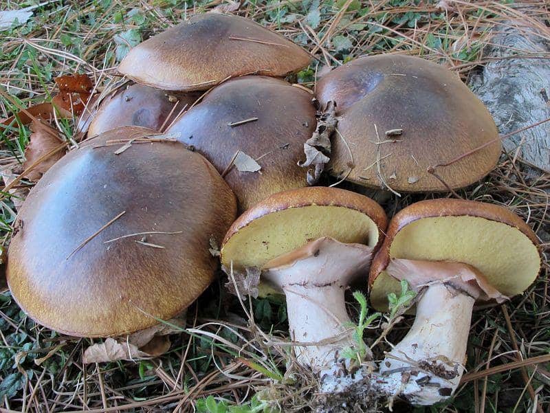 Slippery Jack Mushrooms