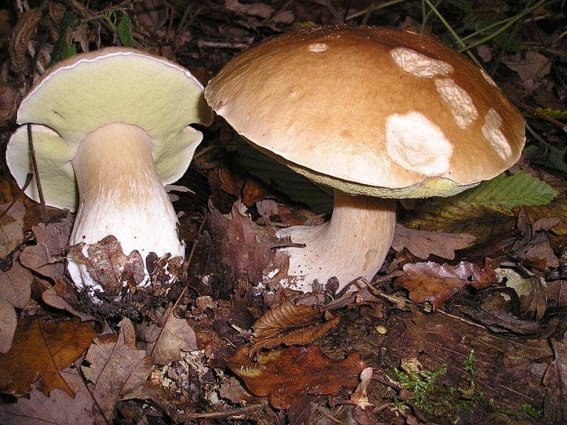 King Boletes Mushrooms