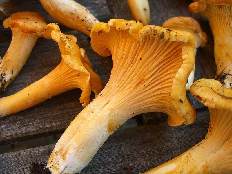 Pacific Golden Chanterelles Mushrooms