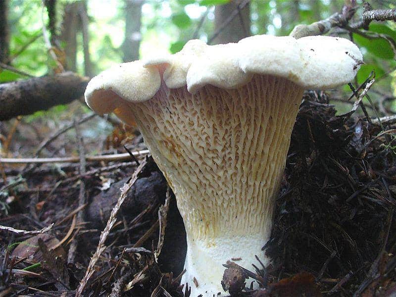 White Chanterelles Mushrooms