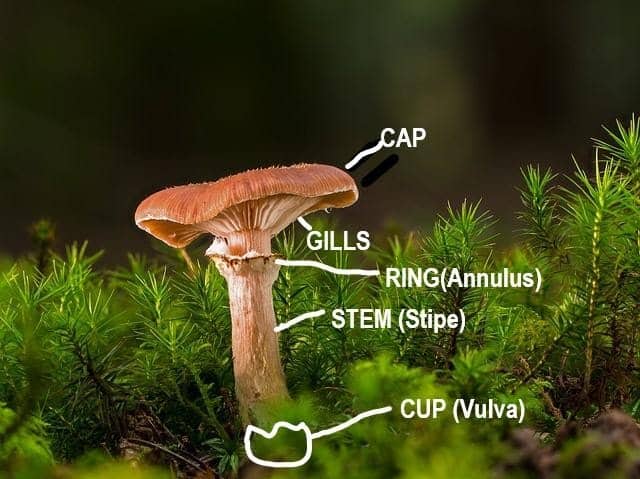 mushroom cap & anatomy