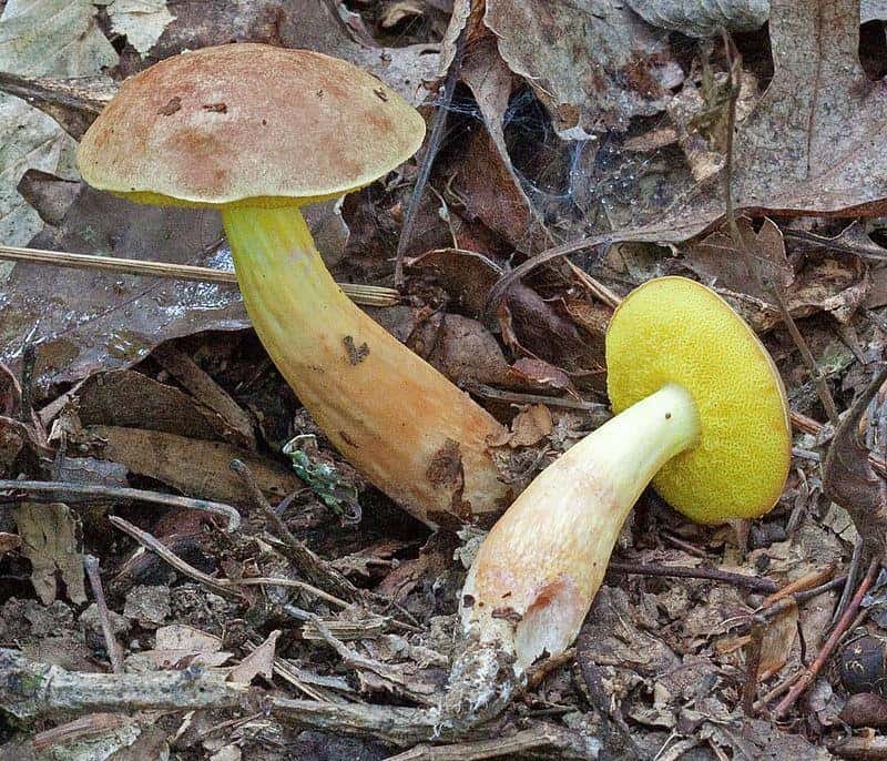 Bolete mushroom