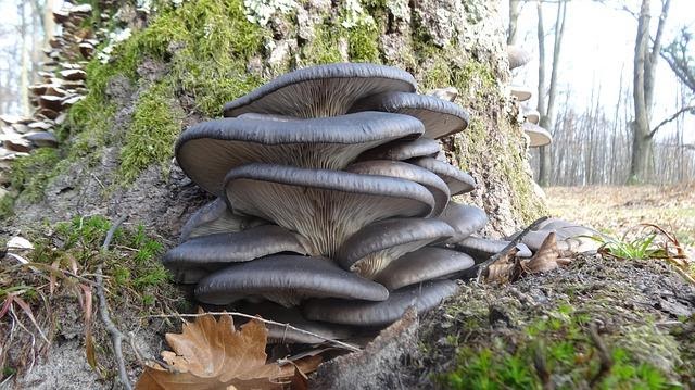 Blue oyster mushrooms