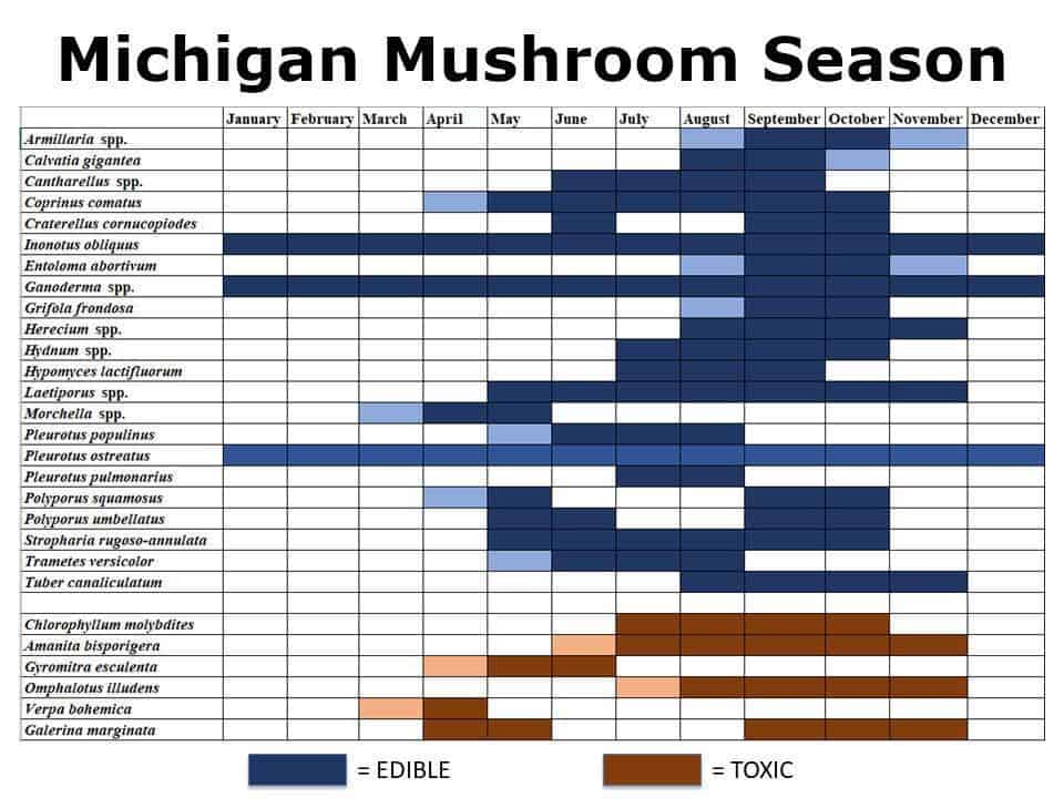 Michigan mushroom hunting season